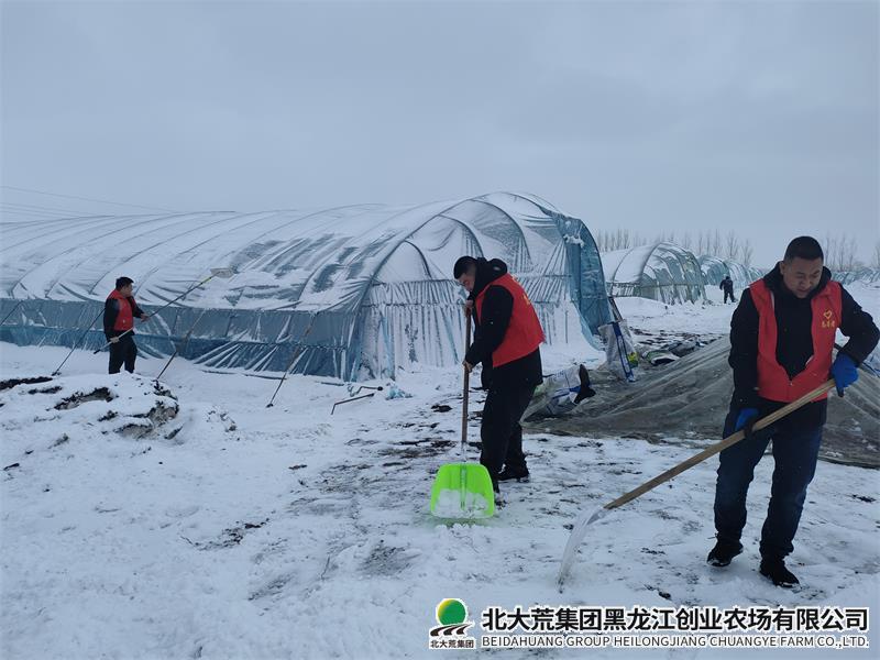 第一管理区支农服务队开展“清雪护棚”行动
                            (图2)