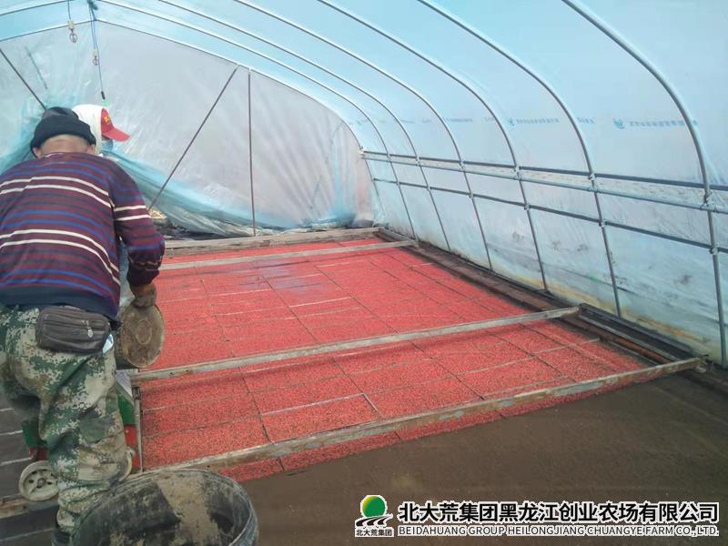 播种_副本.jpg