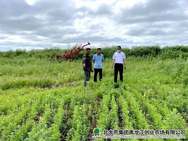 分公司农业发展部到创业农场有限公司检查指导苜蓿种植工作
                            (图1)