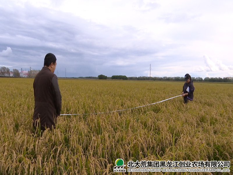 创业农场有限公司科学开展水稻试验示范项目测产工作
                            (图1)