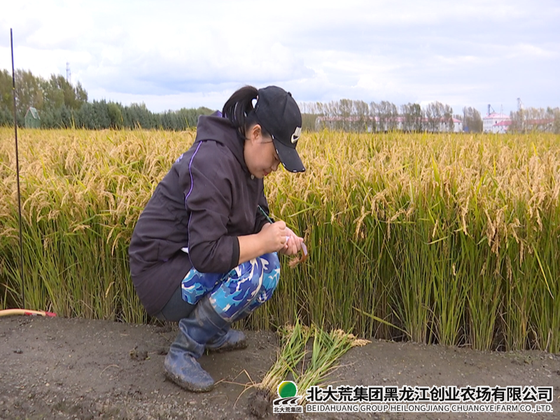 创业农场有限公司科学开展水稻试验示范项目测产工作
                            (图2)