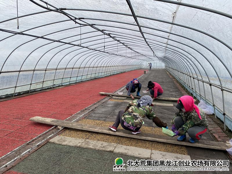 农业科技服务中心精准播种品种筛选试验工作
                            (图2)