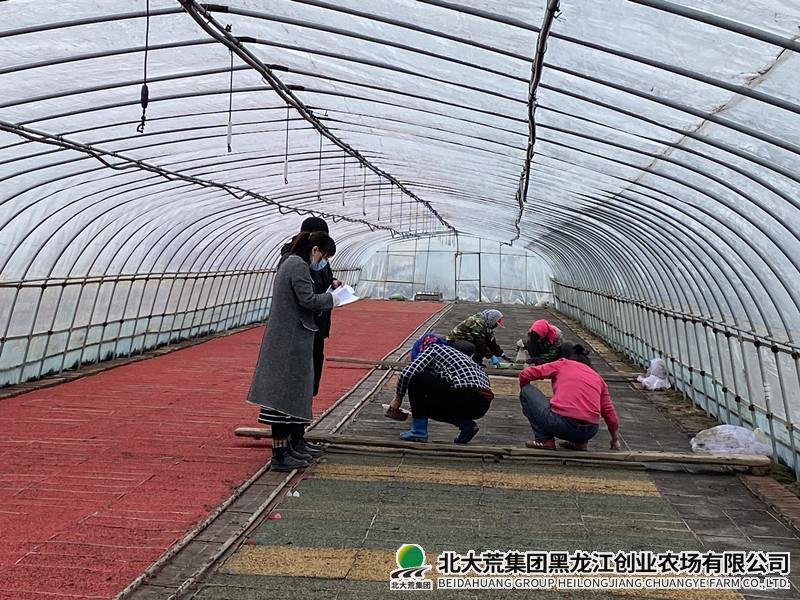农业科技服务中心精准播种品种筛选试验工作
                            (图1)