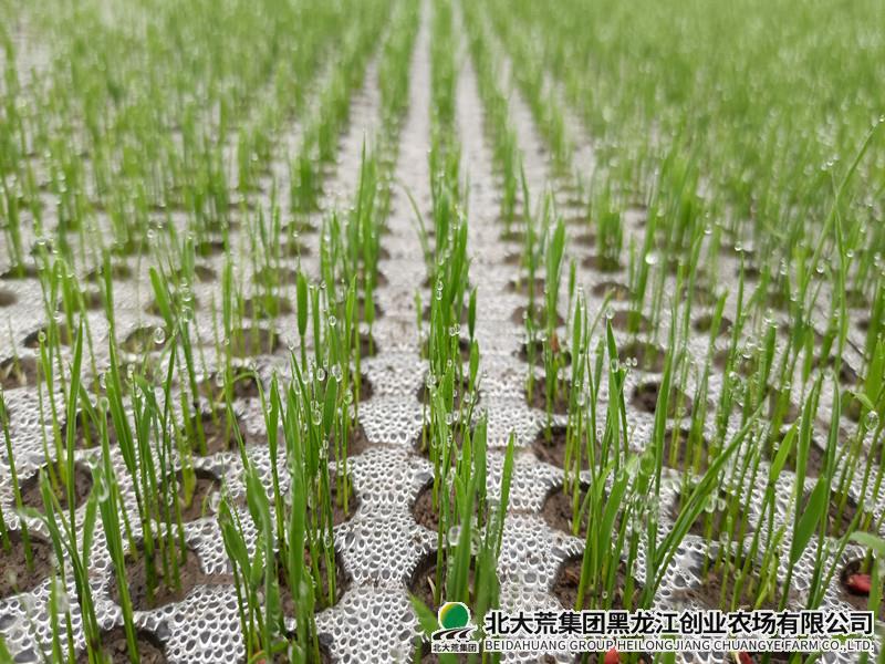 创业农场有限公司积极开展新技术 提升科技创新能力
                            (图2)