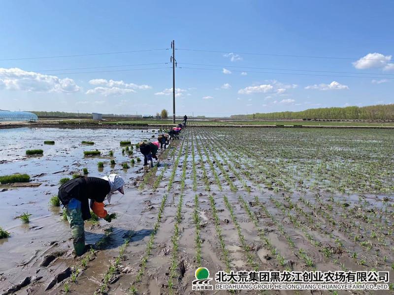 农业科技服务中心圆满完成各项试验插秧工作
                            (图1)