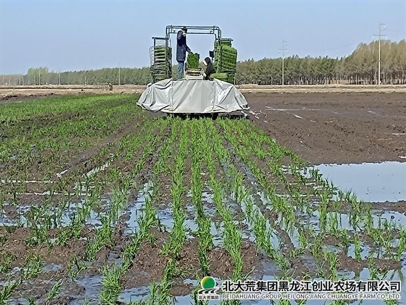 农业科技服务中心圆满完成各项试验插秧工作
                            (图2)