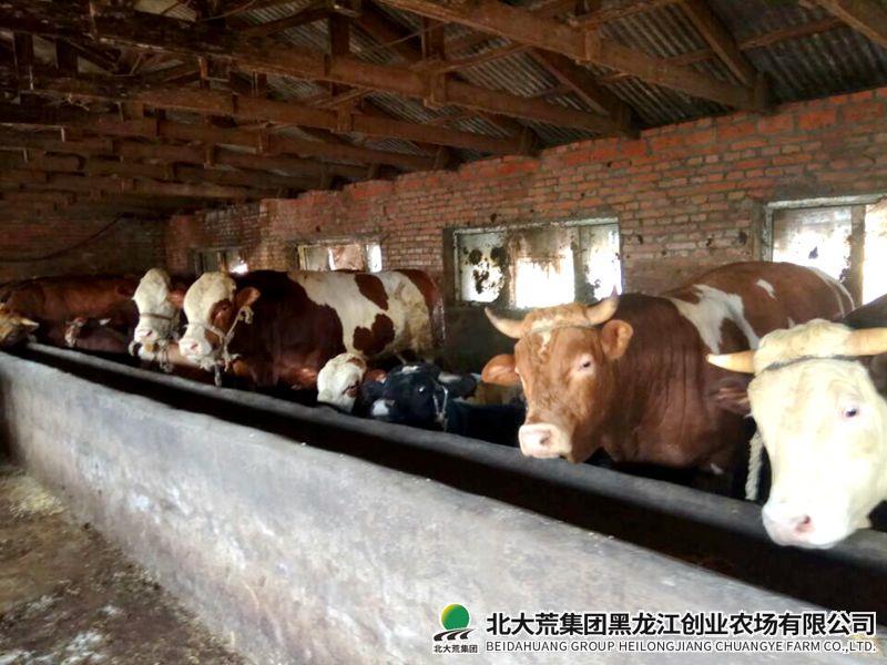 畜牧水产科全力提升畜牧科技创新能力
                            (图3)