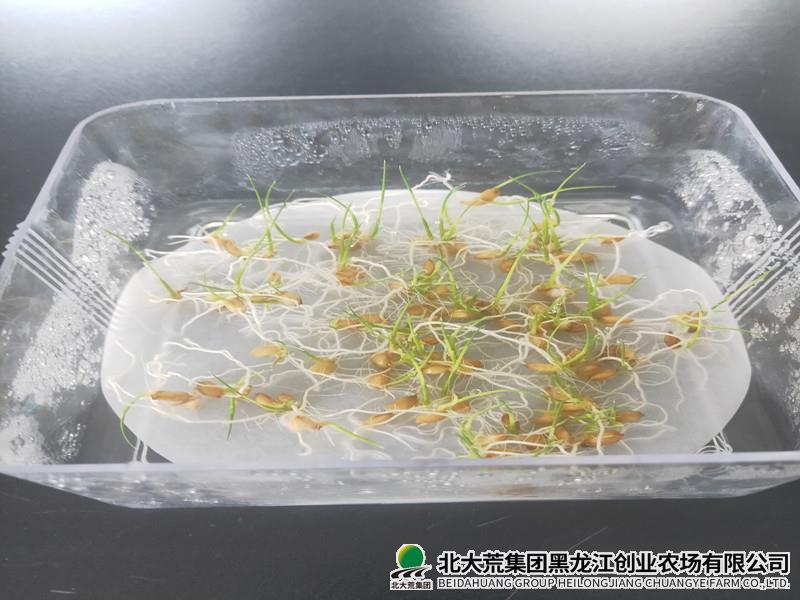 创业科学筛选良种 助力农业丰产丰收
                            (图2)