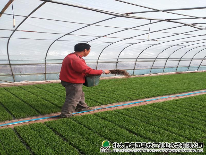农业科技人员为秧苗问诊开方保障秧苗健康
                            (图2)