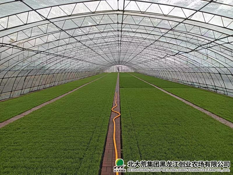 农业科技服务中心科学管理试验秧田 保证育秧质量
                            (图1)