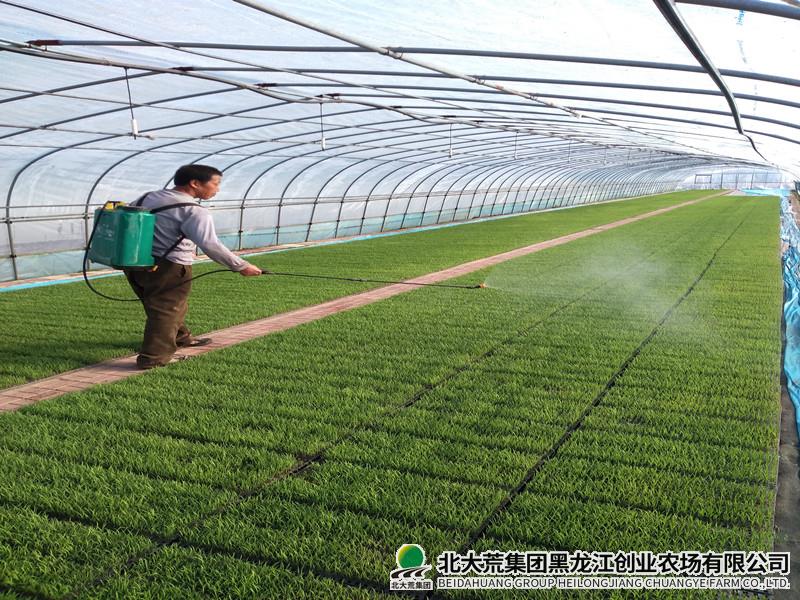 农业科技服务中心科学管理试验秧田 保证育秧质量
                            (图2)