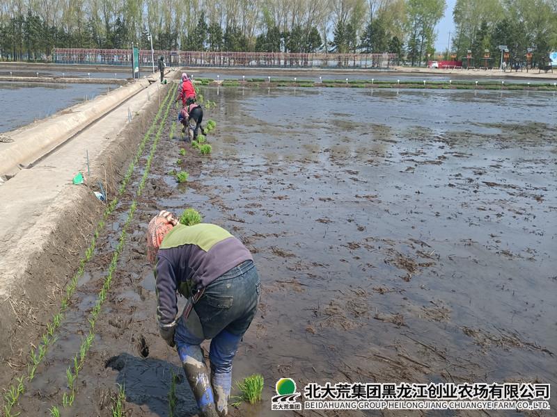 农业科技服务中心完成各项试验插秧工作
                            (图1)