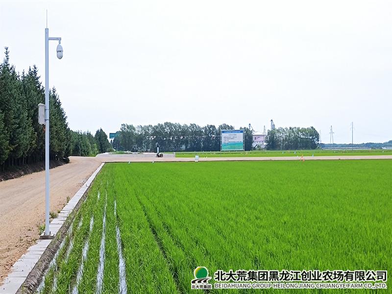 创业打造科技“先行示范”展示田 强化农业科技带动
                            (图3)