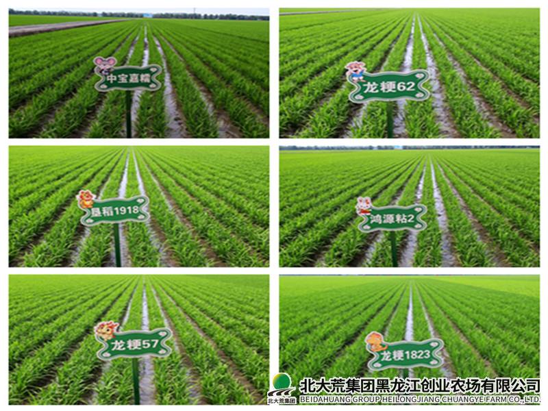 创业农场有限公司糯稻品种比武 助力稻米提质增效
                            (图1)