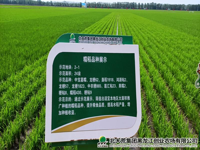 创业农场有限公司糯稻品种比武 助力稻米提质增效
                            (图2)