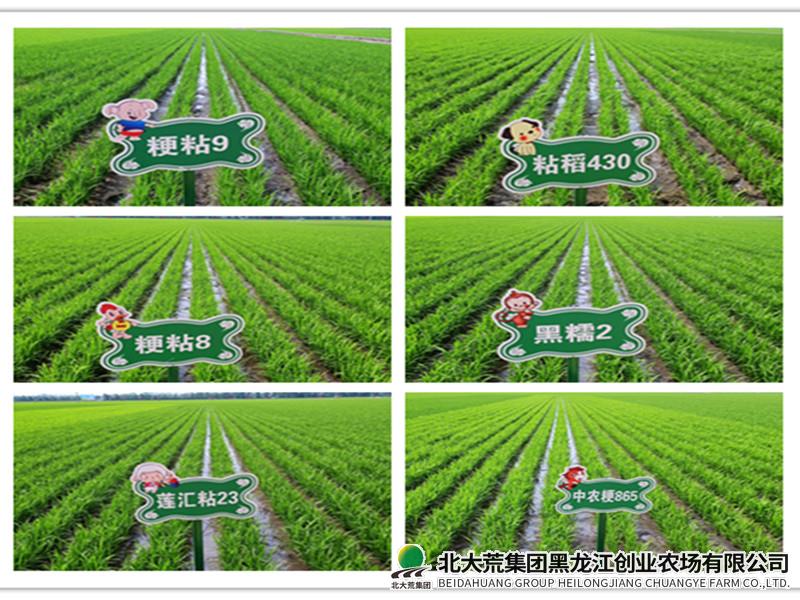 创业农场有限公司糯稻品种比武 助力稻米提质增效
                            (图3)