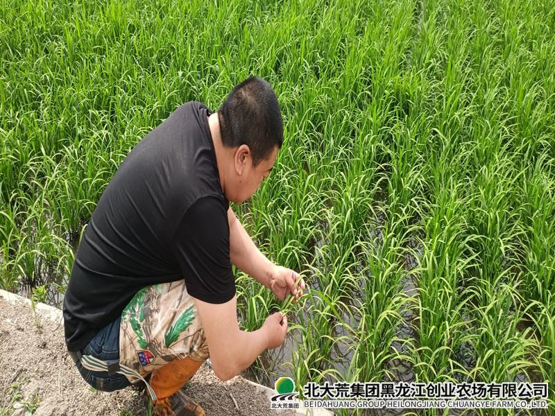 创业农场有限公司精细夏管育壮苗 科技赋能促增产
                            (图2)