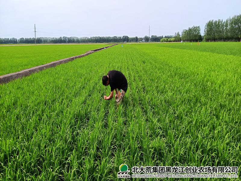 创业农场有限公司巧打夏管“科技牌” 服务农户到地头
                            (图3)