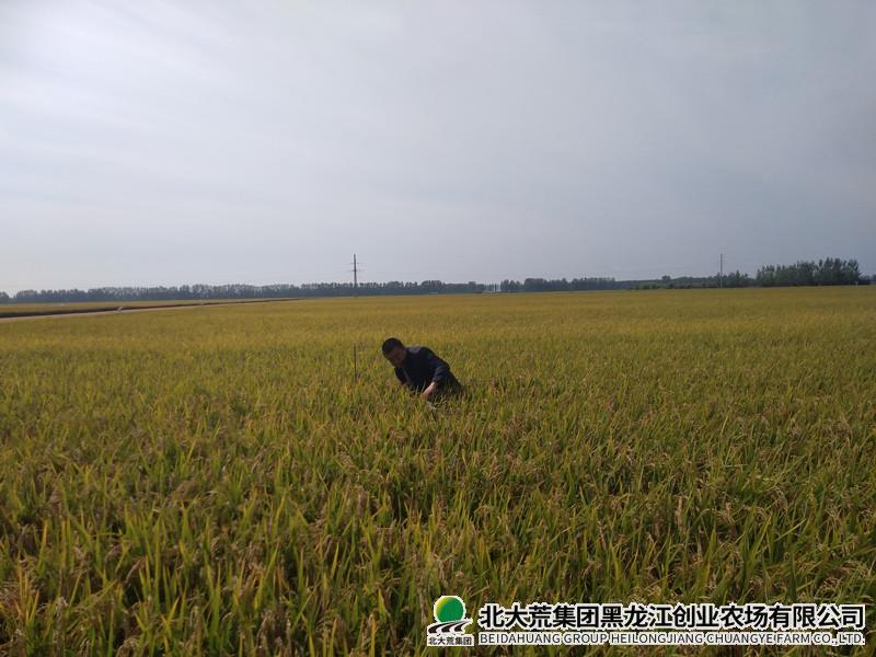 创业科学有序开展试验示范项目理论测产工作
                            (图1)