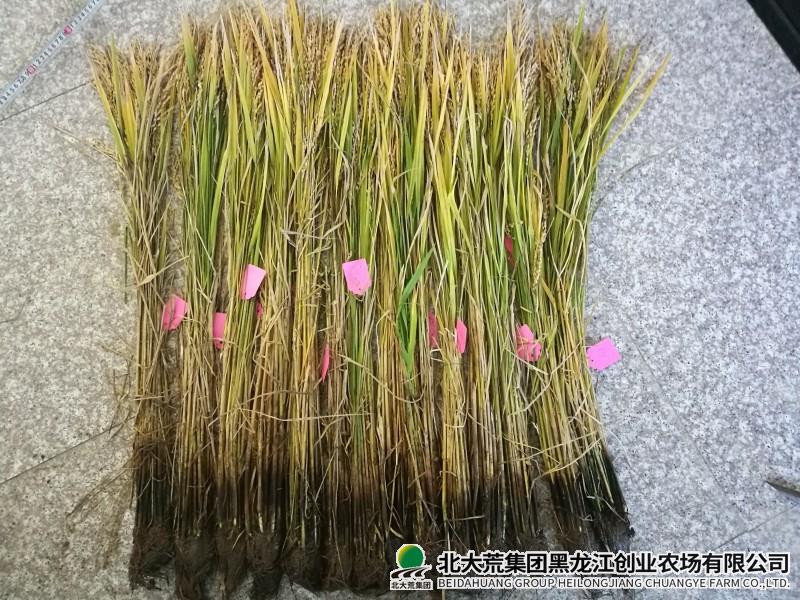 创业开展水稻”3414”肥料效应试验田间测产工作
                            (图2)