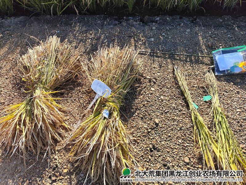 【秋收进行时】农业科技服务中心圆满完成科研试验脱谷工作
                            (图2)