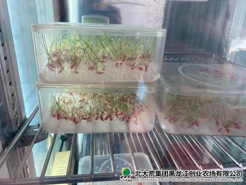 芽率1.jpg