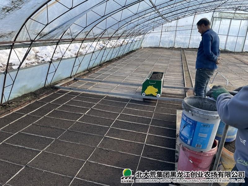 创业农场有限公司“机械化”摆盘解决用工荒
                            (图1)