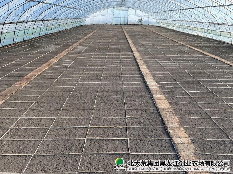 创业农场有限公司“机械化”摆盘解决用工荒
                            (图2)
