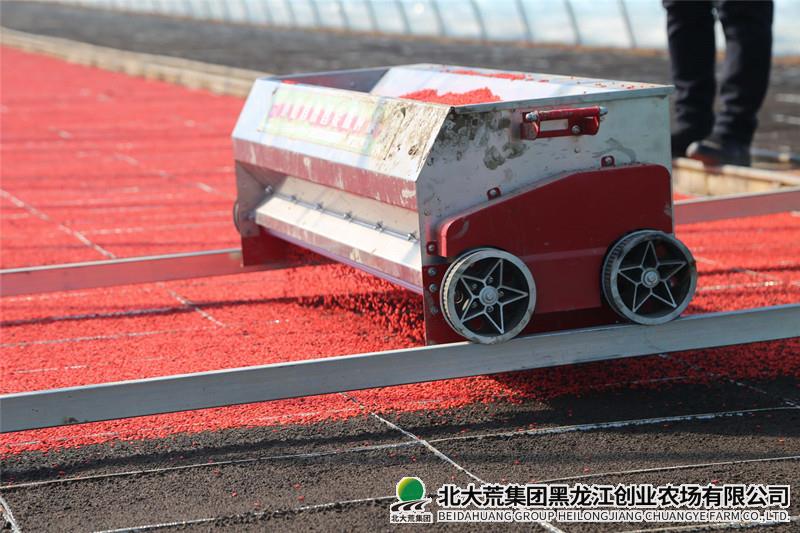 播种.JPG