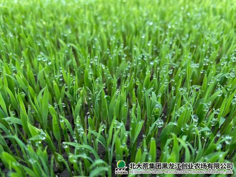 创业农场有限公司托管式“田管家”正式上线
                            (图1)