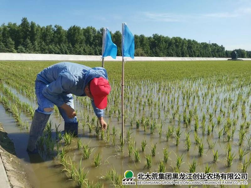 创业农场有限公司“入户式”夏管保丰产促增收
                            (图1)