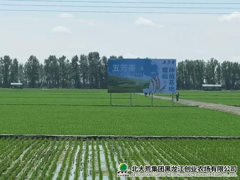 创业农场有限公司强化服务当好稻田“守望者”
                            (图2)