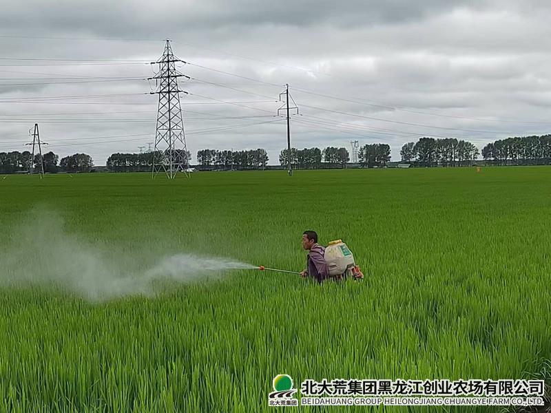 创业农场有限公司多举措加强水稻穗期管理促增产
                            (图1)