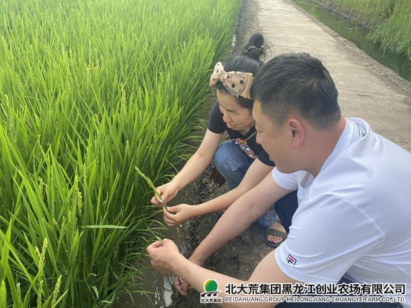 创业农场有限公司多举措加强水稻穗期管理促增产
                            (图2)