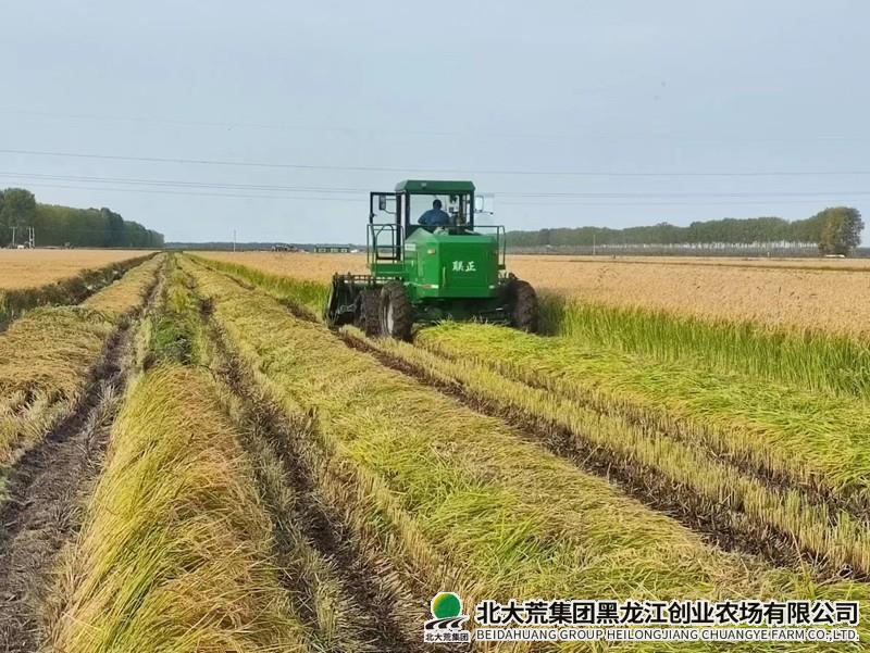 创业以早动争主动 吹响收青割晒“集结号”
                            (图2)