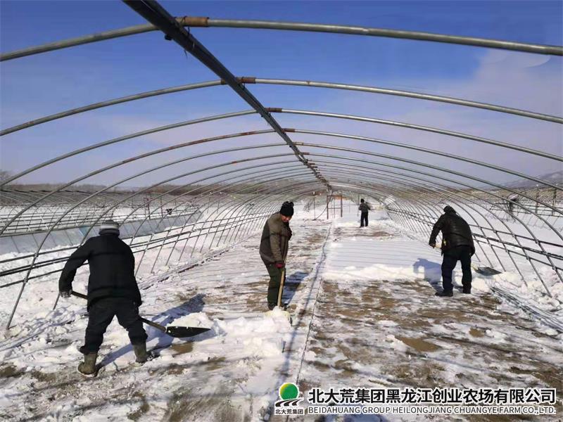 【备战春耕】创业抢抓农时争主动 清雪扣棚备耕忙
                            (图1)