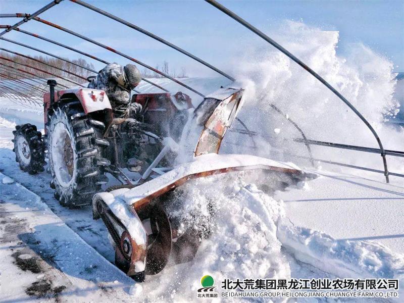 【备战春耕】创业抢抓农时争主动 清雪扣棚备耕忙
                            (图2)