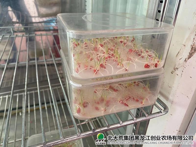 催芽.jpg