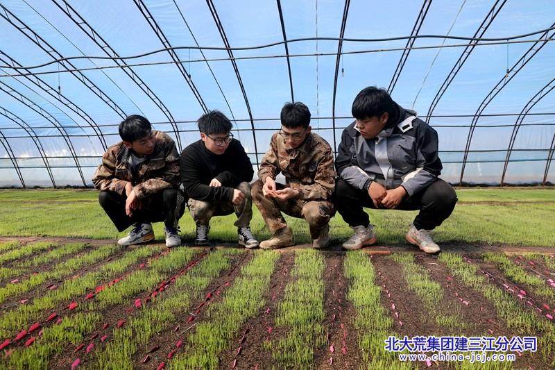 洪河农场有限公司糯稻科技小院以科研春耕书写黑土地新篇(图1)