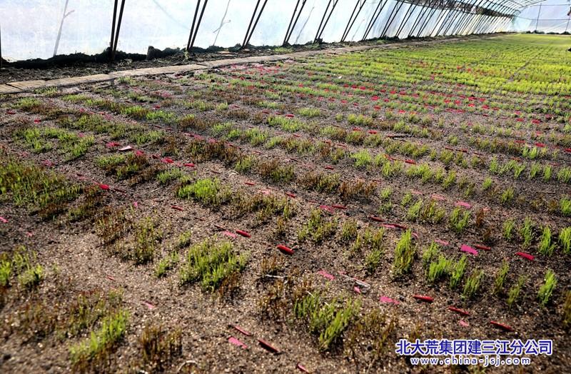 洪河农场有限公司糯稻科技小院以科研春耕书写黑土地新篇(图2)