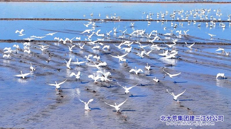 大兴农场有限公司谱写生态农业协奏曲(图1)