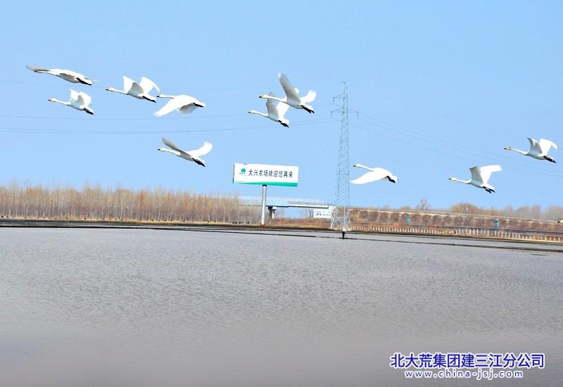 大兴农场有限公司谱写生态农业协奏曲(图2)