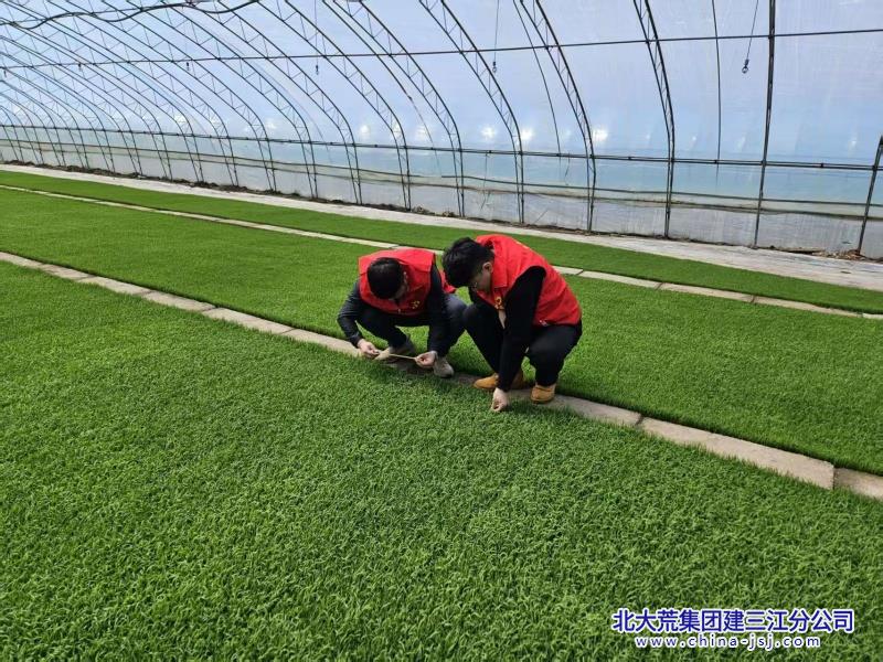 前锋农场有限公司红心映照育苗田  暖心护航“秧苗绿”(图1)