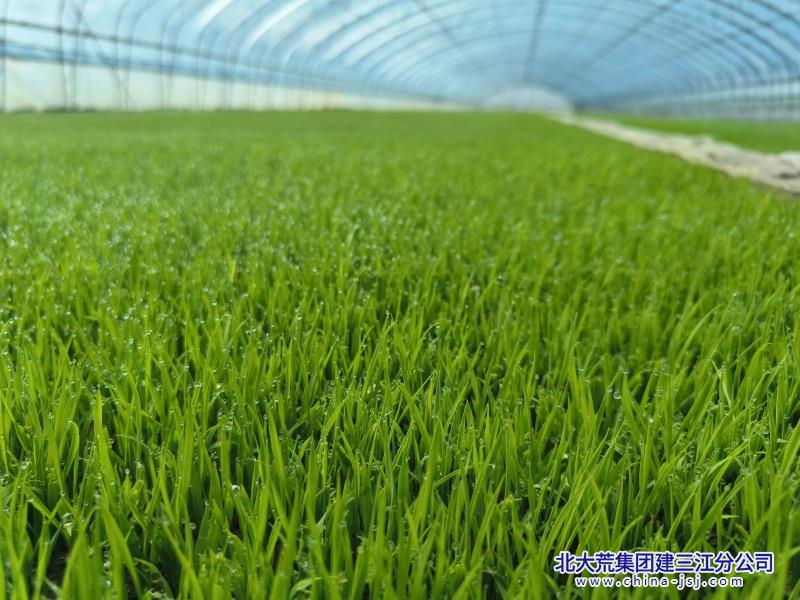 前锋农场有限公司红心映照育苗田  暖心护航“秧苗绿”(图2)
