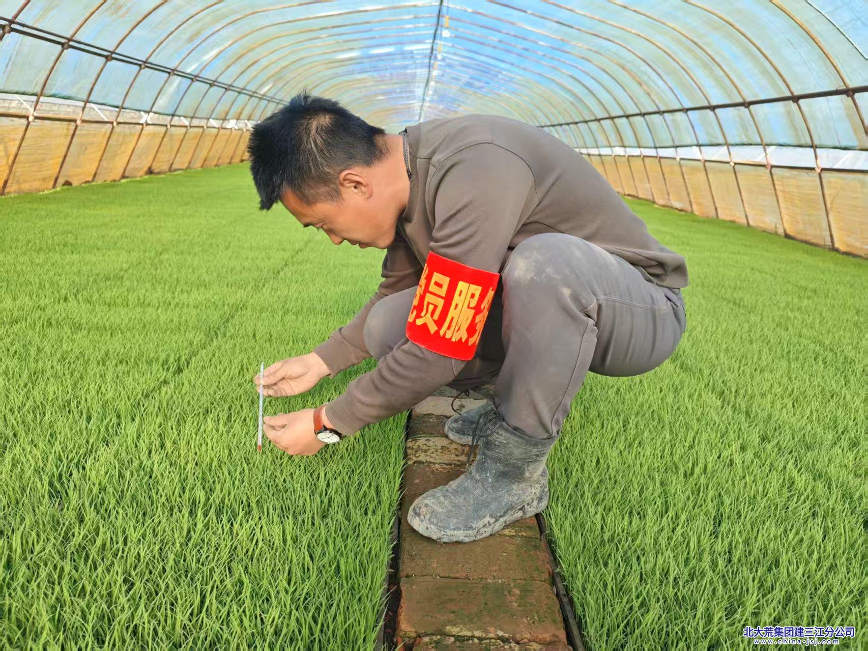 勤得利农场有限公司党员干部一线服务助力秧田管理(图2)