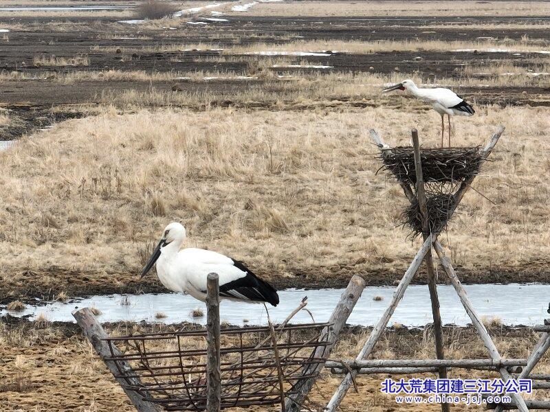挠力河保护区七星管理站人工鸟巢迎东方白鹳产蛋四枚(图1)