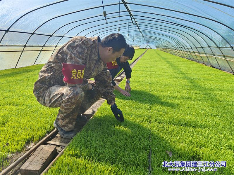 23年三区照片+党员服务队（查看秧苗涨势）.jpg