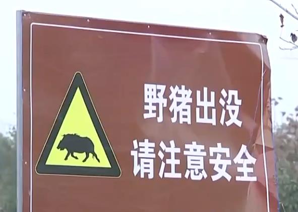 我国野猪泛滥，抓到野猪后能食用吗